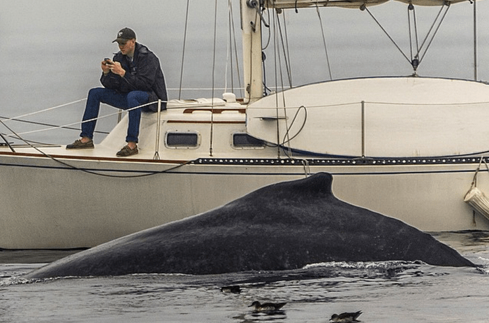 Missed-Whale-Because-Of-Smartphone-Obsession.png